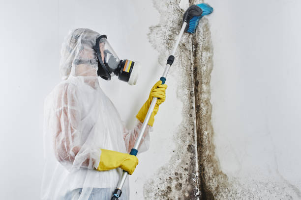 Best Insurance-Related Mold Remediation in Baldwin, LA
