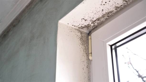 Best Crawl Space Mold Remediation in Baldwin, LA