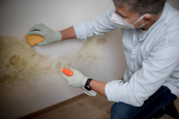 Best Black Mold Remediation in Baldwin, LA