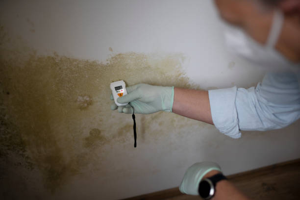 Professional Mold Remediation in Baldwin, LA